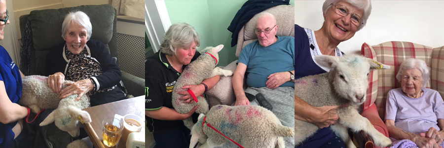 Primrose Weymouth - Lamb