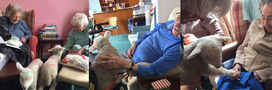 Primrose Weymouth - Lambs